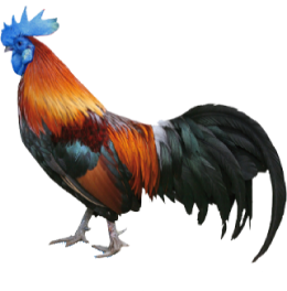 Blue Vibe Records rooster